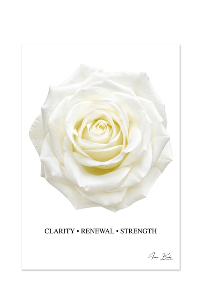 Complete Signature Rose Collection | An 8 Product Gift Set